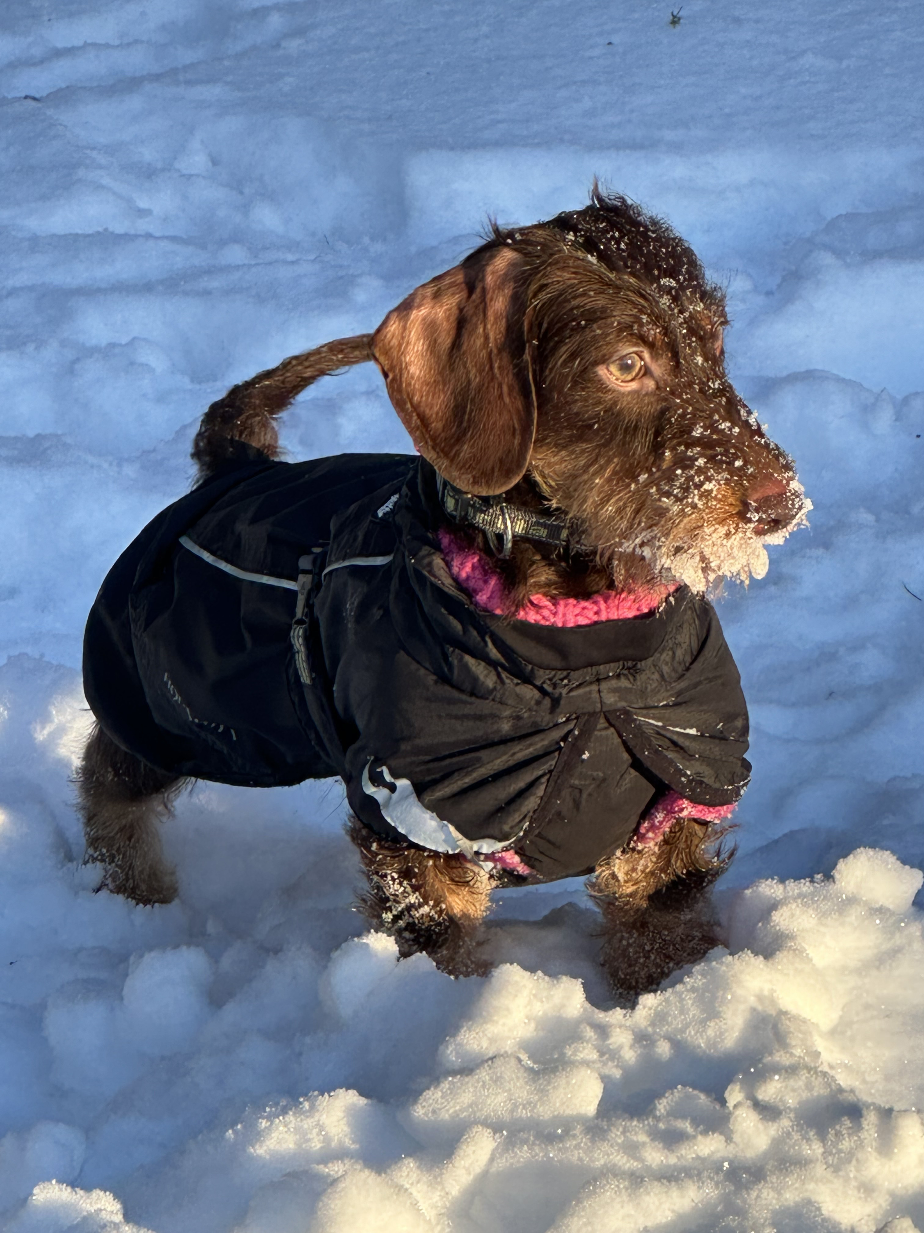 Strävhårig dvärgtax i snö
